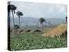 Field of Tobacco, Santiago, Dominican Republic, West Indies, Caribbean, Central America-Adam Woolfitt-Stretched Canvas