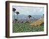 Field of Tobacco, Santiago, Dominican Republic, West Indies, Caribbean, Central America-Adam Woolfitt-Framed Photographic Print