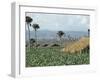 Field of Tobacco, Santiago, Dominican Republic, West Indies, Caribbean, Central America-Adam Woolfitt-Framed Photographic Print