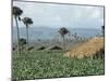 Field of Tobacco, Santiago, Dominican Republic, West Indies, Caribbean, Central America-Adam Woolfitt-Mounted Photographic Print