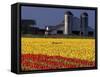 Field of Tulips and Barn with Silos, Skagit Valley, Washington, USA-William Sutton-Framed Stretched Canvas