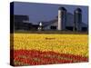 Field of Tulips and Barn with Silos, Skagit Valley, Washington, USA-William Sutton-Stretched Canvas