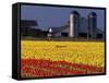 Field of Tulips and Barn with Silos, Skagit Valley, Washington, USA-William Sutton-Framed Stretched Canvas