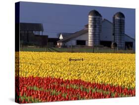 Field of Tulips and Barn with Silos, Skagit Valley, Washington, USA-William Sutton-Stretched Canvas