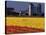 Field of Tulips and Barn with Silos, Skagit Valley, Washington, USA-William Sutton-Stretched Canvas