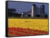 Field of Tulips and Barn with Silos, Skagit Valley, Washington, USA-William Sutton-Framed Stretched Canvas