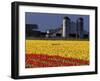 Field of Tulips and Barn with Silos, Skagit Valley, Washington, USA-William Sutton-Framed Photographic Print