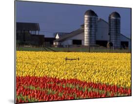 Field of Tulips and Barn with Silos, Skagit Valley, Washington, USA-William Sutton-Mounted Photographic Print