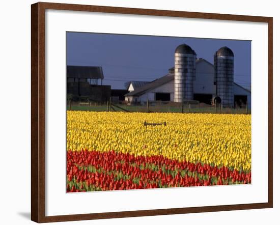 Field of Tulips and Barn with Silos, Skagit Valley, Washington, USA-William Sutton-Framed Photographic Print