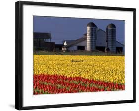 Field of Tulips and Barn with Silos, Skagit Valley, Washington, USA-William Sutton-Framed Photographic Print