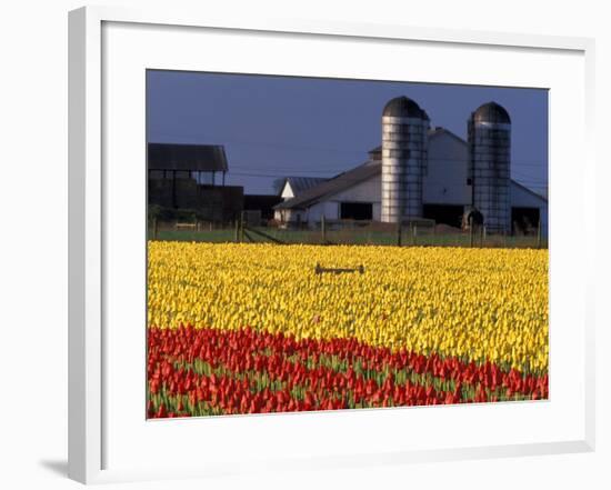 Field of Tulips and Barn with Silos, Skagit Valley, Washington, USA-William Sutton-Framed Photographic Print