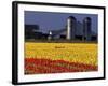 Field of Tulips and Barn with Silos, Skagit Valley, Washington, USA-William Sutton-Framed Photographic Print