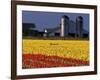 Field of Tulips and Barn with Silos, Skagit Valley, Washington, USA-William Sutton-Framed Photographic Print