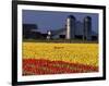 Field of Tulips and Barn with Silos, Skagit Valley, Washington, USA-William Sutton-Framed Photographic Print