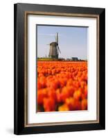 Field of tulips and windmill, near Obdam, North Holland, Netherlands, Europe-Miles Ertman-Framed Photographic Print