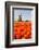 Field of tulips and windmill, near Obdam, North Holland, Netherlands, Europe-Miles Ertman-Framed Photographic Print