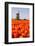 Field of tulips and windmill, near Obdam, North Holland, Netherlands, Europe-Miles Ertman-Framed Photographic Print