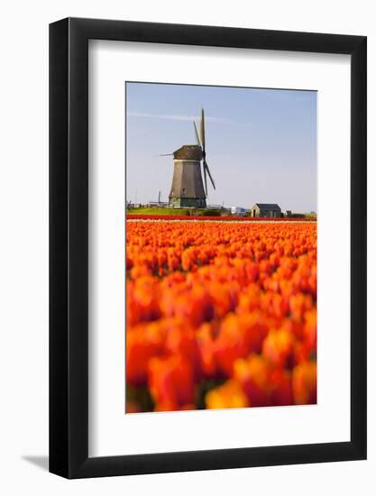 Field of tulips and windmill, near Obdam, North Holland, Netherlands, Europe-Miles Ertman-Framed Photographic Print