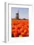 Field of tulips and windmill, near Obdam, North Holland, Netherlands, Europe-Miles Ertman-Framed Photographic Print