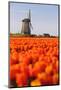 Field of tulips and windmill, near Obdam, North Holland, Netherlands, Europe-Miles Ertman-Mounted Photographic Print