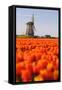 Field of tulips and windmill, near Obdam, North Holland, Netherlands, Europe-Miles Ertman-Framed Stretched Canvas