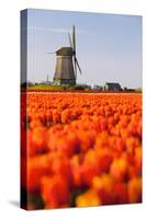 Field of tulips and windmill, near Obdam, North Holland, Netherlands, Europe-Miles Ertman-Stretched Canvas