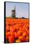 Field of tulips and windmill, near Obdam, North Holland, Netherlands, Europe-Miles Ertman-Framed Stretched Canvas