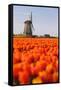 Field of tulips and windmill, near Obdam, North Holland, Netherlands, Europe-Miles Ertman-Framed Stretched Canvas