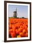 Field of tulips and windmill, near Obdam, North Holland, Netherlands, Europe-Miles Ertman-Framed Photographic Print