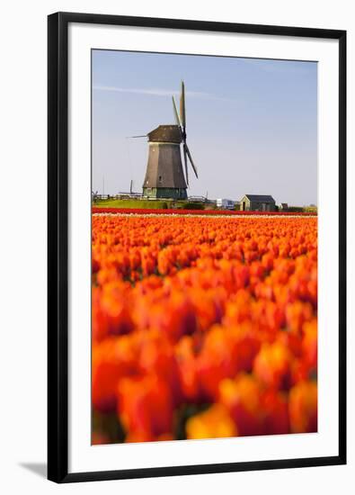 Field of tulips and windmill, near Obdam, North Holland, Netherlands, Europe-Miles Ertman-Framed Photographic Print