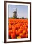 Field of tulips and windmill, near Obdam, North Holland, Netherlands, Europe-Miles Ertman-Framed Photographic Print