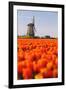 Field of tulips and windmill, near Obdam, North Holland, Netherlands, Europe-Miles Ertman-Framed Photographic Print