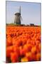 Field of tulips and windmill, near Obdam, North Holland, Netherlands, Europe-Miles Ertman-Mounted Photographic Print