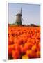 Field of tulips and windmill, near Obdam, North Holland, Netherlands, Europe-Miles Ertman-Framed Photographic Print