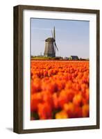 Field of tulips and windmill, near Obdam, North Holland, Netherlands, Europe-Miles Ertman-Framed Photographic Print