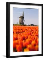 Field of tulips and windmill, near Obdam, North Holland, Netherlands, Europe-Miles Ertman-Framed Photographic Print