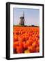Field of tulips and windmill, near Obdam, North Holland, Netherlands, Europe-Miles Ertman-Framed Photographic Print