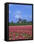 Field of Tulips in Front of a Windmill Near Amsterdam, Holland, Europe-null-Framed Stretched Canvas