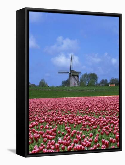 Field of Tulips in Front of a Windmill Near Amsterdam, Holland, Europe-null-Framed Stretched Canvas