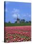 Field of Tulips in Front of a Windmill Near Amsterdam, Holland, Europe-null-Stretched Canvas