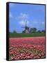 Field of Tulips in Front of a Windmill Near Amsterdam, Holland, Europe-null-Framed Stretched Canvas