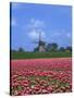 Field of Tulips in Front of a Windmill Near Amsterdam, Holland, Europe-null-Stretched Canvas