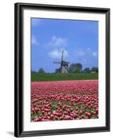 Field of Tulips in Front of a Windmill Near Amsterdam, Holland, Europe-null-Framed Photographic Print