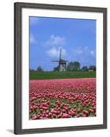 Field of Tulips in Front of a Windmill Near Amsterdam, Holland, Europe-null-Framed Photographic Print