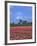 Field of Tulips in Front of a Windmill Near Amsterdam, Holland, Europe-null-Framed Photographic Print