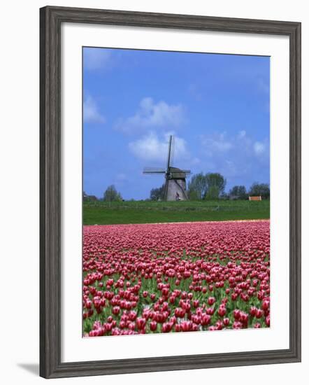 Field of Tulips in Front of a Windmill Near Amsterdam, Holland, Europe-null-Framed Photographic Print