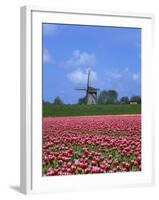 Field of Tulips in Front of a Windmill Near Amsterdam, Holland, Europe-null-Framed Photographic Print