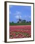 Field of Tulips in Front of a Windmill Near Amsterdam, Holland, Europe-null-Framed Photographic Print