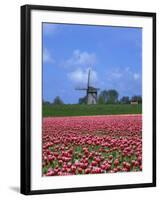 Field of Tulips in Front of a Windmill Near Amsterdam, Holland, Europe-null-Framed Photographic Print