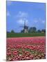 Field of Tulips in Front of a Windmill Near Amsterdam, Holland, Europe-null-Mounted Photographic Print